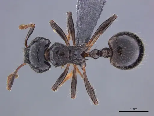 Myrmicaria anomala specimen CASENT0888560 image casent0888560_1