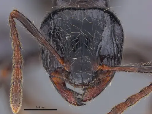 Myrmicaria anomala specimen CASENT0888560 image casent0888560_2