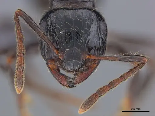 Myrmicaria anomala specimen CASENT0888560 image casent0888560_3
