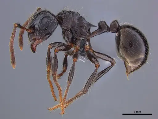 Myrmicaria anomala specimen CASENT0888560 image casent0888560_4