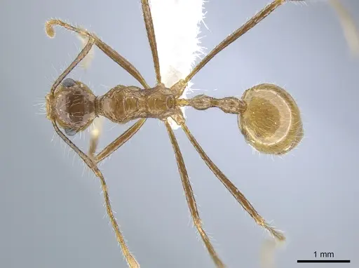 Myrmicaria arachnoides specimen CASENT0650832 image casent0650832_1