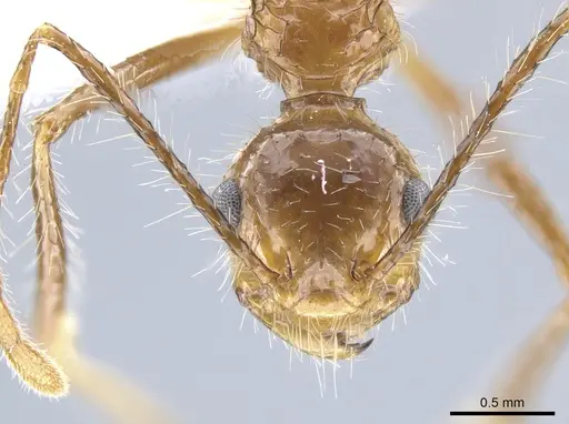 Myrmicaria arachnoides specimen CASENT0650832 image casent0650832_2