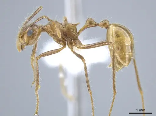 Myrmicaria arachnoides specimen CASENT0650832 image casent0650832_3