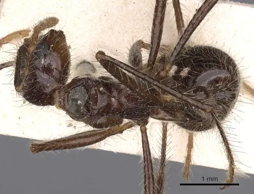 Myrmicaria arachnoides specimen CASENT0900500 image casent0900500_1