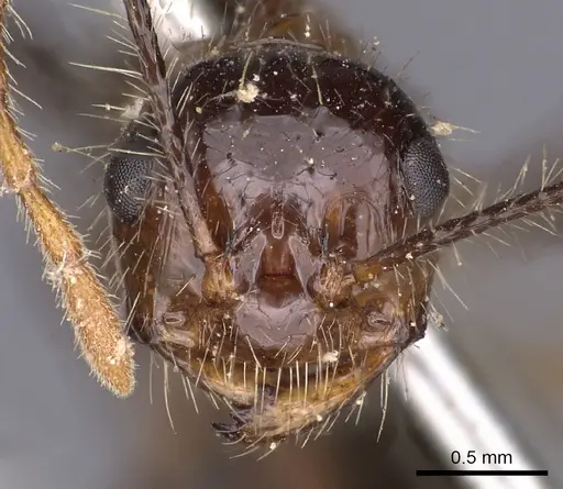 Myrmicaria arachnoides specimen CASENT0900500 image casent0900500_2