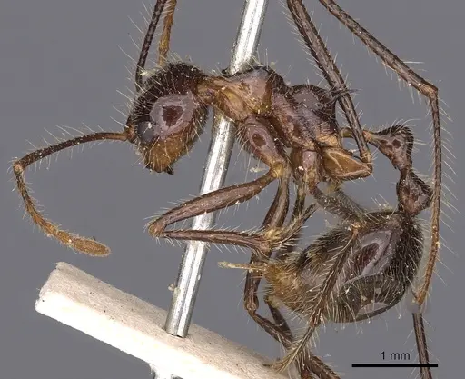 Myrmicaria arachnoides specimen CASENT0900500 image casent0900500_3