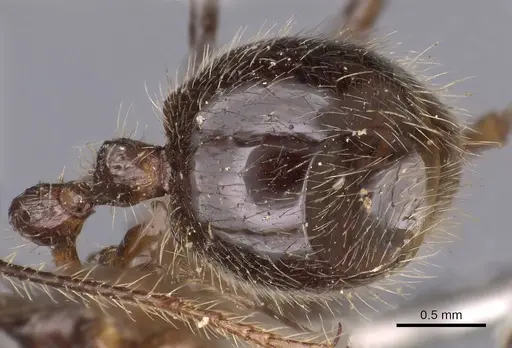 Myrmicaria arachnoides specimen CASENT0900500 image casent0900500_4