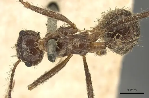 Myrmicaria arachnoides specimen CASENT0901425 image casent0901425_1