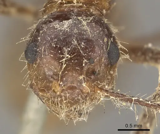 Myrmicaria arachnoides specimen CASENT0901425 image casent0901425_2