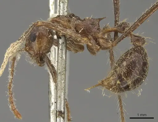 Myrmicaria arachnoides specimen CASENT0901425 image casent0901425_3