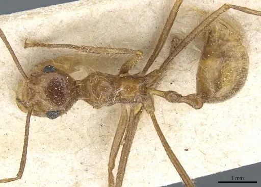 Myrmicaria arachnoides specimen CASENT0904467 image casent0904467_1