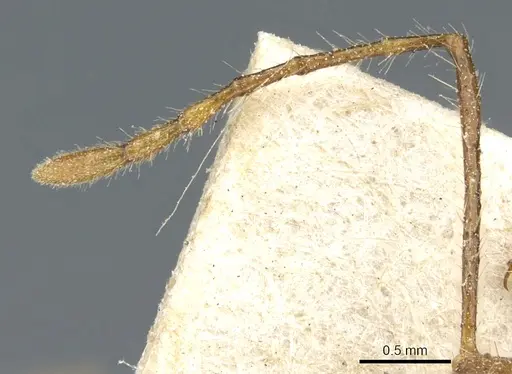 Myrmicaria arachnoides specimen CASENT0904467 image casent0904467_3
