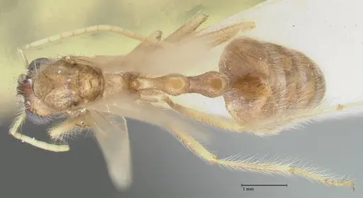 Myrmicaria arachnoides specimen FOCOL1598 image focol1598_1