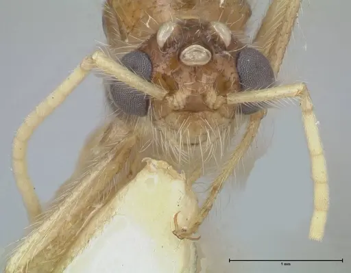Myrmicaria arachnoides specimen FOCOL1598 image focol1598_2