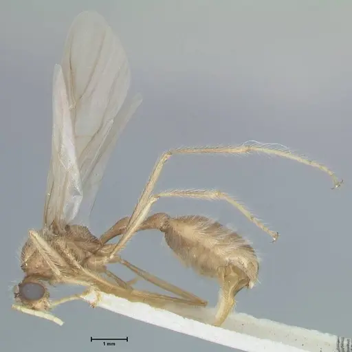 Myrmicaria arachnoides specimen FOCOL1598 image focol1598_3