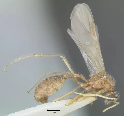 Myrmicaria arachnoides specimen FOCOL1598 image focol1598_4