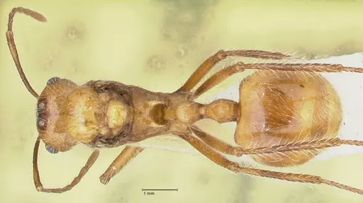 Myrmicaria arachnoides specimen FOCOL1599 image focol1599_1