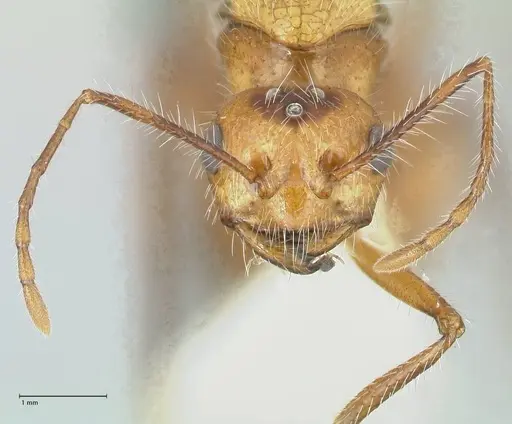 Myrmicaria arachnoides specimen FOCOL1599 image focol1599_2