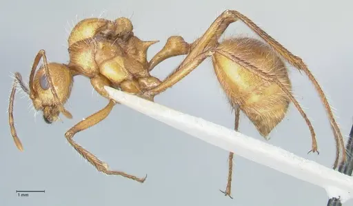 Myrmicaria arachnoides specimen FOCOL1599 image focol1599_3