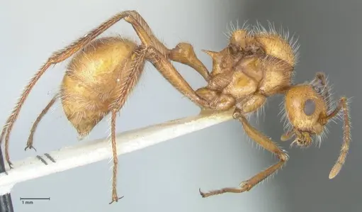 Myrmicaria arachnoides specimen FOCOL1599 image focol1599_4