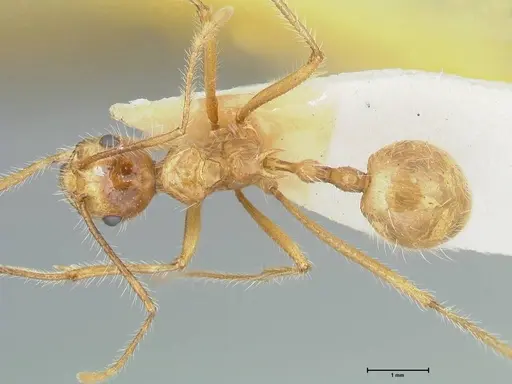 Myrmicaria arachnoides specimen FOCOL1600 image focol1600_1