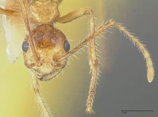 Myrmicaria arachnoides specimen FOCOL1600 image focol1600_2
