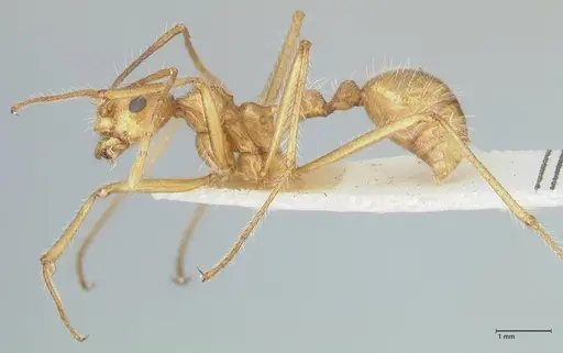 Myrmicaria arachnoides specimen FOCOL1600 image focol1600_3