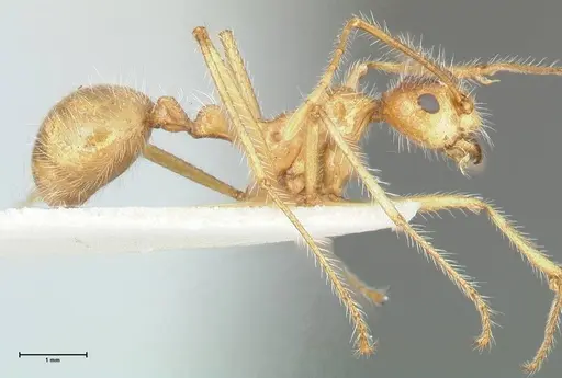 Myrmicaria arachnoides specimen FOCOL1600 image focol1600_4