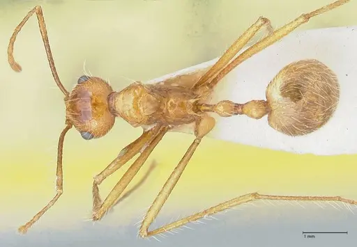 Myrmicaria arachnoides specimen FOCOL1601 image focol1601_1
