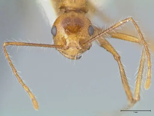 Myrmicaria arachnoides specimen FOCOL1601 image focol1601_2