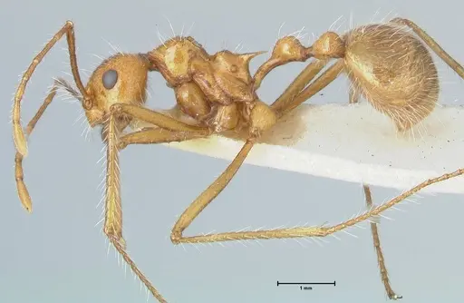 Myrmicaria arachnoides specimen FOCOL1601 image focol1601_3