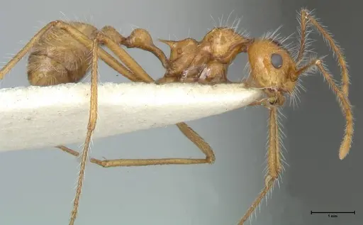 Myrmicaria arachnoides specimen FOCOL1601 image focol1601_4