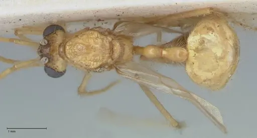 Myrmicaria arachnoides specimen FOCOL1602 image focol1602_1