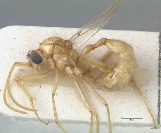 Myrmicaria arachnoides specimen FOCOL1602 image focol1602_3