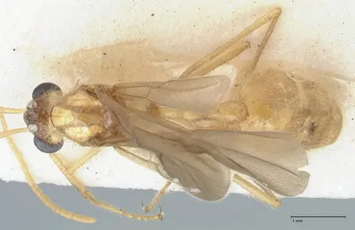 Myrmicaria arachnoides specimen FOCOL1603 image focol1603_1