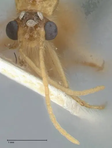 Myrmicaria arachnoides specimen FOCOL1603 image focol1603_2