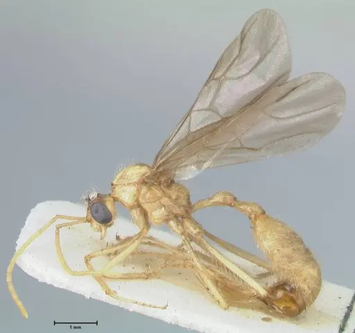 Myrmicaria arachnoides specimen FOCOL1603 image focol1603_3