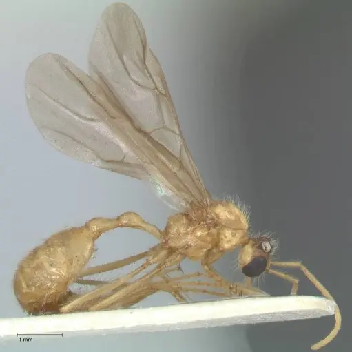 Myrmicaria arachnoides specimen FOCOL1603 image focol1603_4