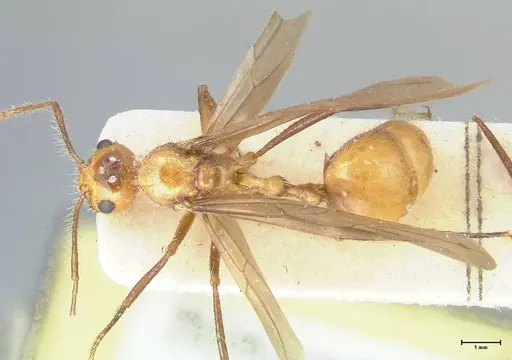 Myrmicaria arachnoides specimen FOCOL1604 image focol1604_1