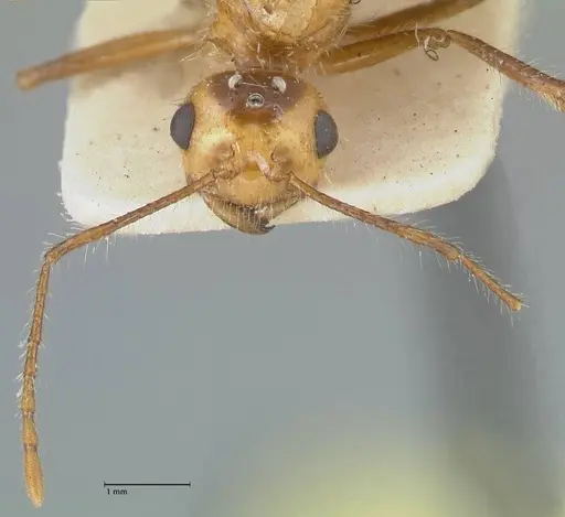 Myrmicaria arachnoides specimen FOCOL1604 image focol1604_2