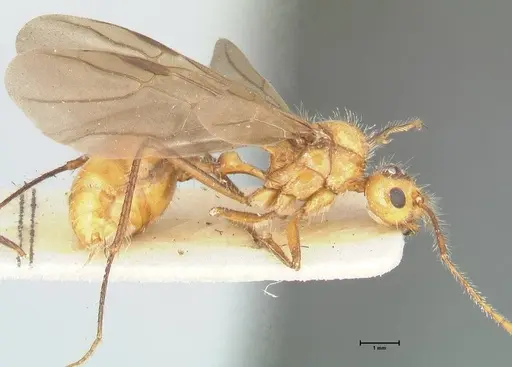 Myrmicaria arachnoides specimen FOCOL1604 image focol1604_4