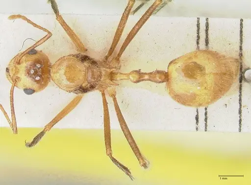 Myrmicaria arachnoides specimen FOCOL1605 image focol1605_1