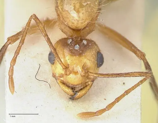 Myrmicaria arachnoides specimen FOCOL1605 image focol1605_2