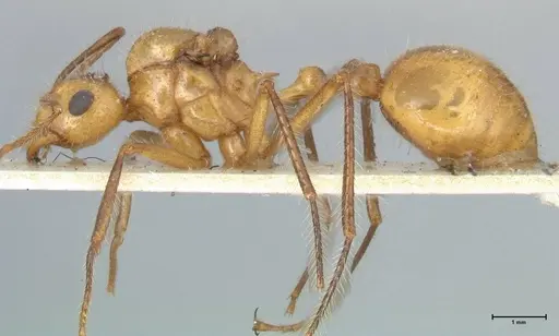 Myrmicaria arachnoides specimen FOCOL1605 image focol1605_3