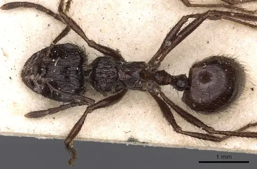Myrmicaria basutorum specimen CASENT0900509 image casent0900509_1