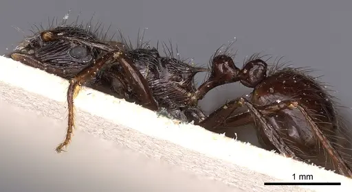 Myrmicaria basutorum specimen CASENT0900509 image casent0900509_3