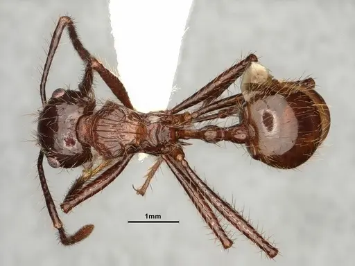 Myrmicaria brunnea specimen CASENT0884303 image casent0884303_1