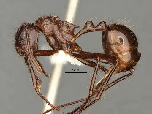 Myrmicaria brunnea specimen CASENT0884303 image casent0884303_3