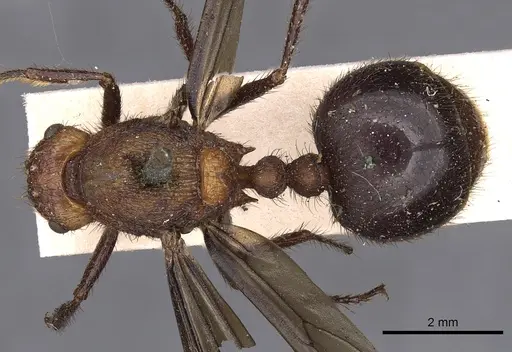 Myrmicaria brunnea specimen CASENT0900498 image casent0900498_1