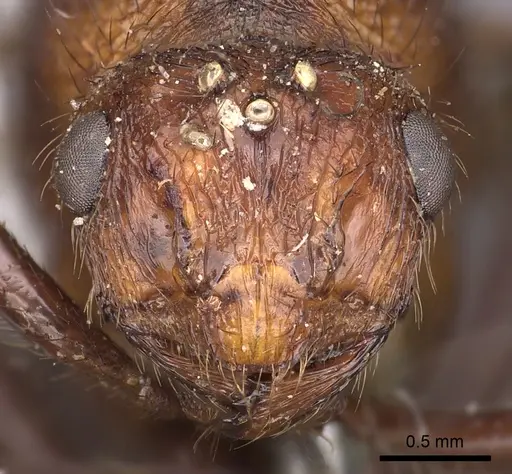 Myrmicaria brunnea specimen CASENT0900498 image casent0900498_2
